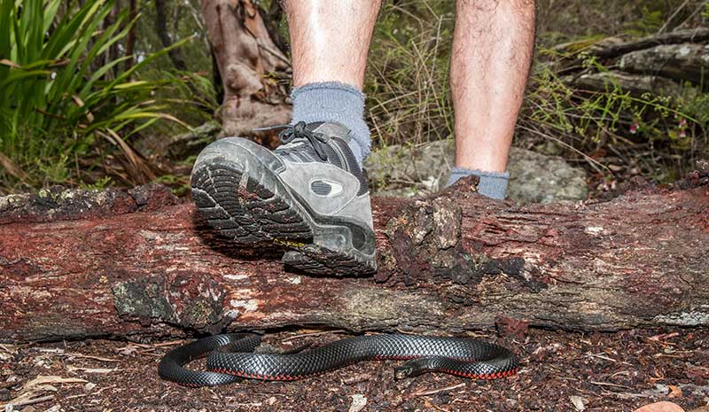 snake on trail