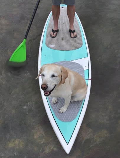 dog on SUP