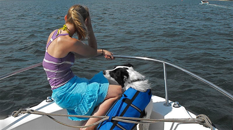 dog life jacket