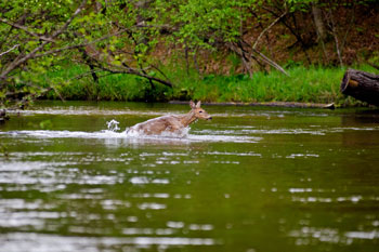 Pere Marquette River