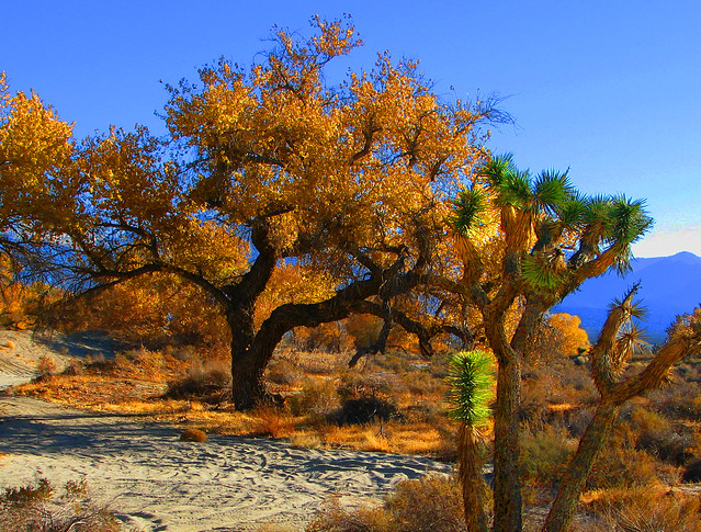 Joshua Tree in Fall