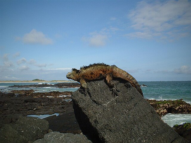 galapagos