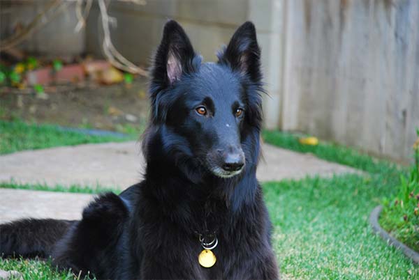 Belgian Sheepdog