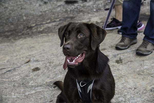 Brown Labrador Retriever Dog