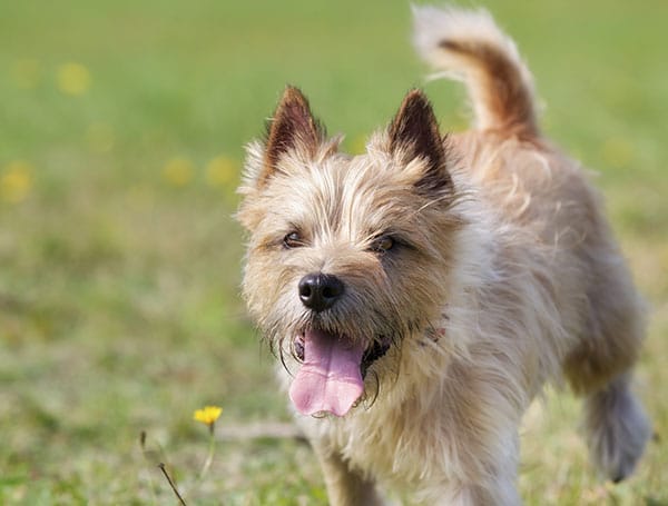 Cairn Terrier