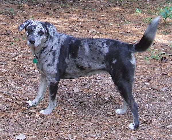 Catahoula Hound