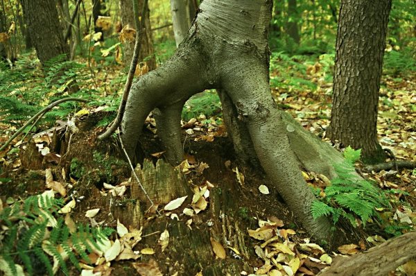 Laurel Highlands Trail