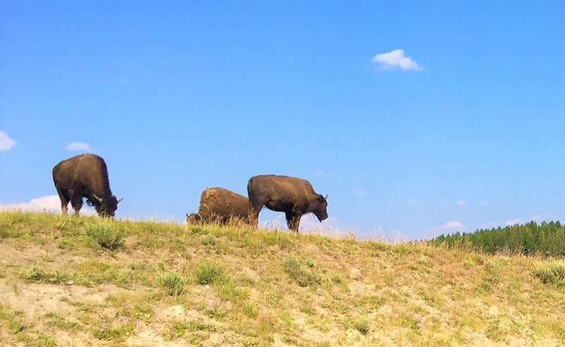 National-Bison-Range-Dixon-MT