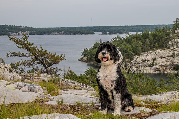 Portuguese Water Dog