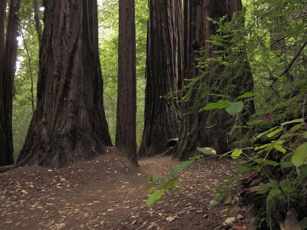 Skyline to the Sea Trail