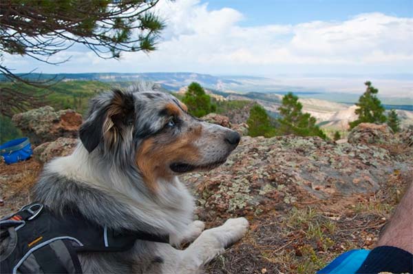 Australian Shepherd