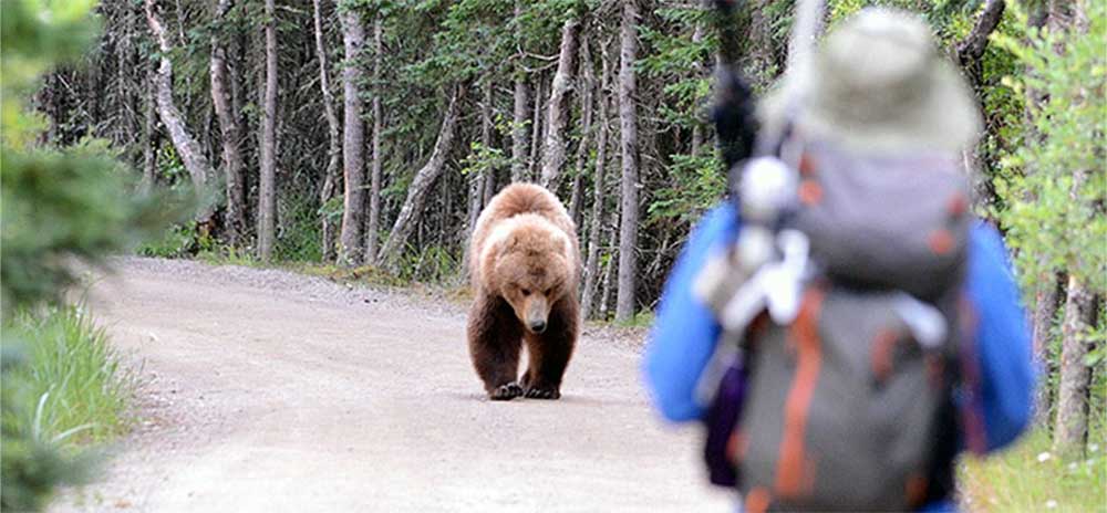 bear in the wild approaching hiker