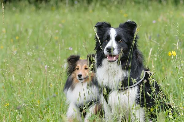  Border Collie