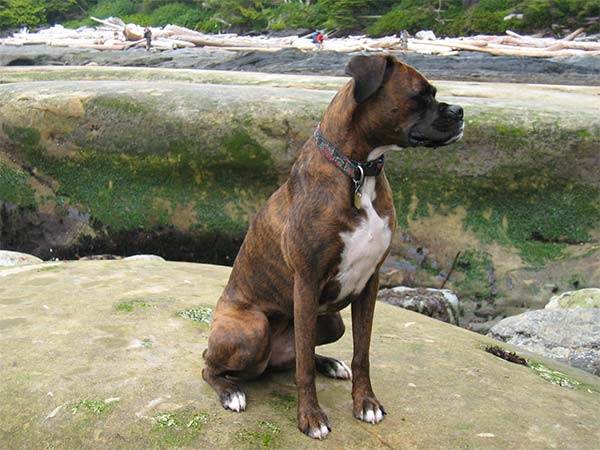 boxer dog