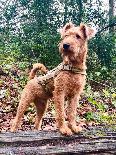 irish terrier