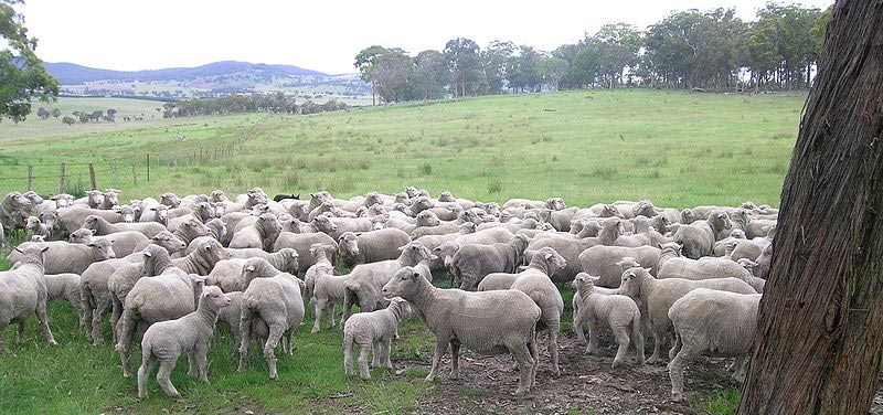 merino wool lmabs