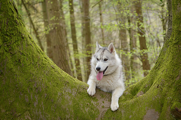 Siberian Husky